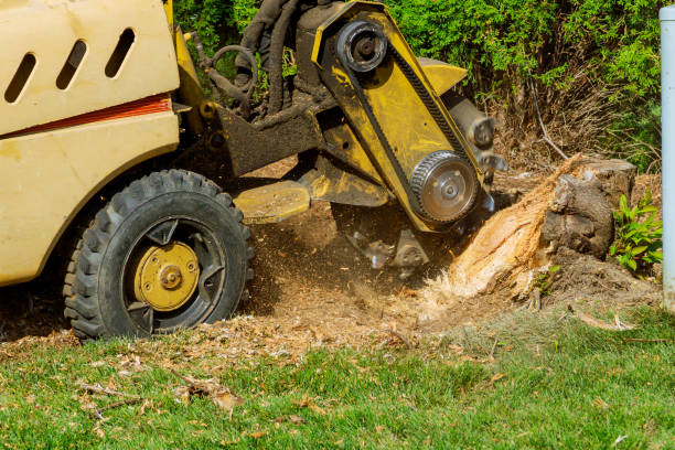 The Steps Involved in Our Tree Care Process in Mount Sterling, KY